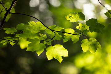 von der Sonne erleuchtete Blätter