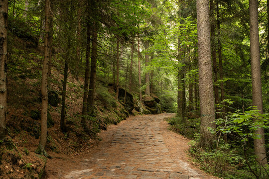 Waldweg