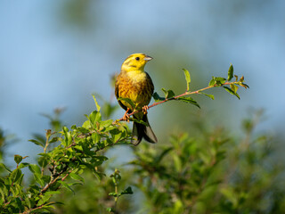Goldammer (Emberiza citrinella)