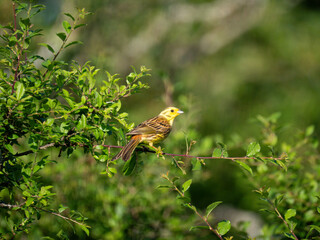 Goldammer (Emberiza citrinella)