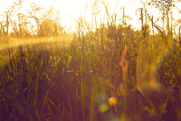 Countryside, wild field at sunset