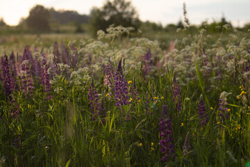 Wild field with lupins flowers at sunset