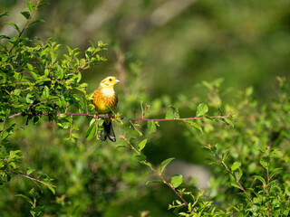 Goldammer (Emberiza citrinella)