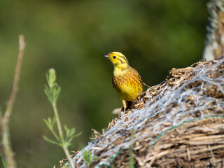 Goldammer (Emberiza citrinella)
