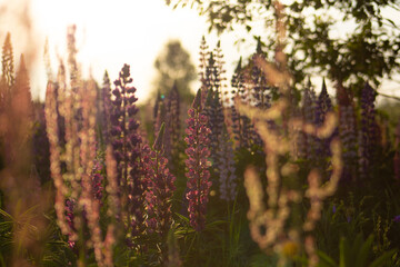 Wild field with lupins flowers at sunset