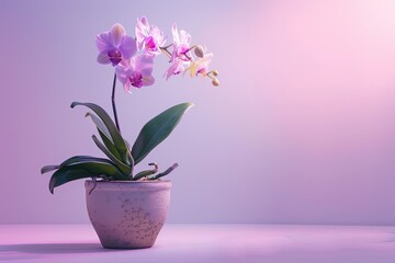Naklejka premium An orchid plant placed in a pot with integrated fairy lights