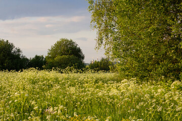 Countryside, wild field at sunset