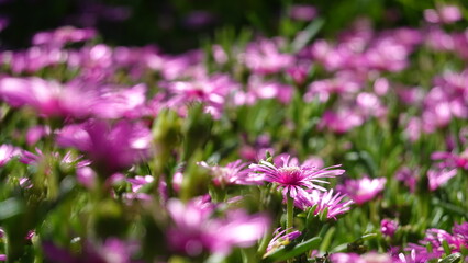 たくさんのマツバギク