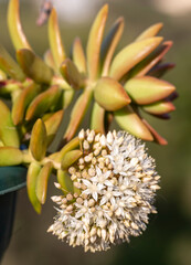 Beautiful varieties of succulent plants