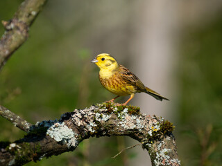 Goldammer (Emberiza citrinella)