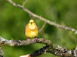 Goldammer (Emberiza citrinella)