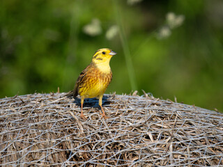 Goldammer (Emberiza citrinella)