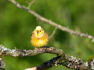 Goldammer (Emberiza citrinella)