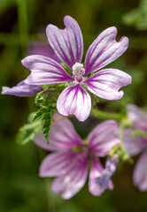 Flowers of Malva, herbaceous plants in the family Malvaceae mallow