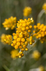 Close up view of helichrysum arenarium, immortel, dwarf everlast sunny yellow flowers on blurred natural background. Selected focus. Beauty of nature
