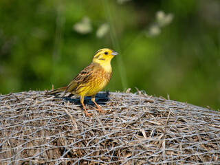 Goldammer (Emberiza citrinella)