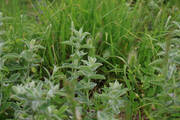 Discover the stunning beauty of macro photography with our collection of vibrant, detailed images of wildflowers. Perfect for nature enthusiasts and photographers seeking inspiration.