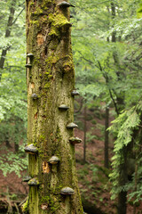 Baumstamm mit Pilzen