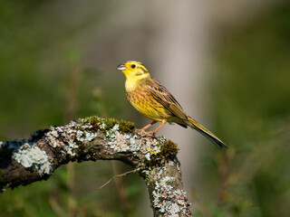 Goldammer (Emberiza citrinella)