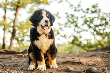 Berner Sennenhund Welpe
