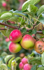 Fresh organic apples on apple tree branch, Elmali - Antalya - Turkey
