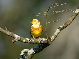 Goldammer (Emberiza citrinella)