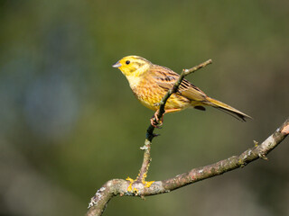 Goldammer (Emberiza citrinella)