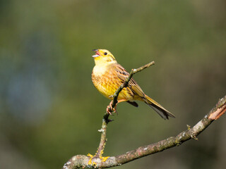 Goldammer (Emberiza citrinella)
