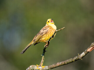 Obraz premium Goldammer (Emberiza citrinella)