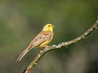 Goldammer (Emberiza citrinella)