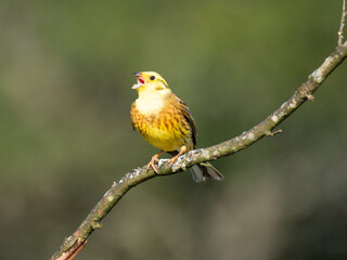 Goldammer (Emberiza citrinella)