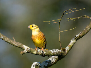 Obraz premium Goldammer (Emberiza citrinella)