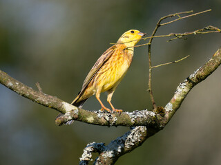 Goldammer (Emberiza citrinella)