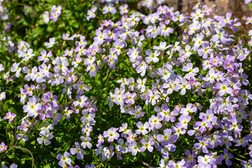 Fototapeta premium Aubrieta deltoidea or Virginia stock, Malcolmia maritima, is from the Brassicaceae family.