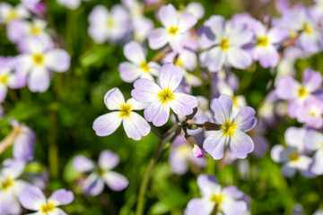 Aubrieta deltoidea or Virginia stock, Malcolmia maritima, is from the Brassicaceae family.