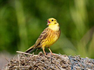 Goldammer (Emberiza citrinella)