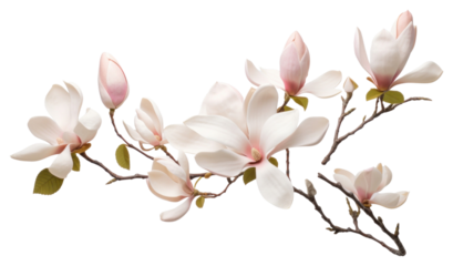 PNG Flower magnolia blossom branch.
