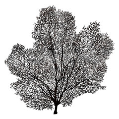 3D Rendering Fan Coral on White © photosvac