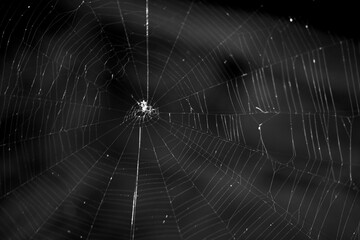 Spider web in the garden.