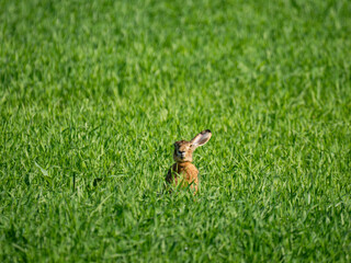 Feldhase (Lepus europaeus)