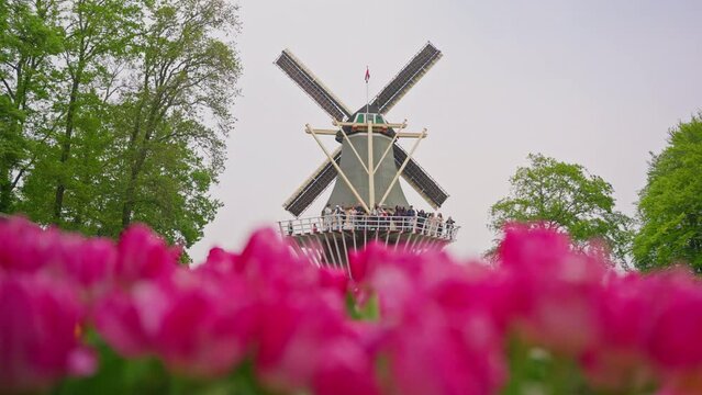 Keukenhof flower garden with blooming tulip flower beds. One of the world's largest flower gardens. Netherlands