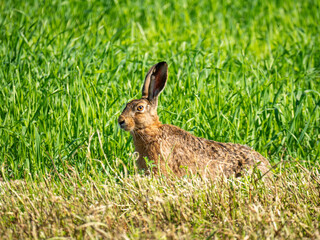 Feldhase (Lepus europaeus)
