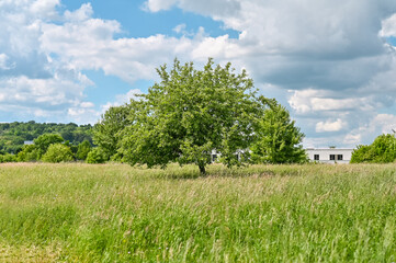 Natur See Baum Enspannung