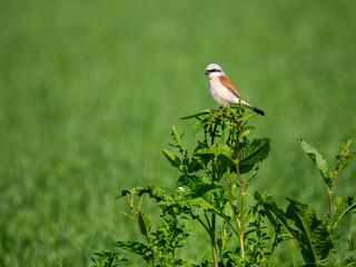 Neuntöter (Laius collurio)