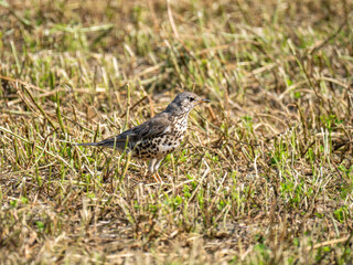 Misteldrossel (Turdus viscivorus)