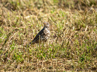 Misteldrossel (Turdus viscivorus)