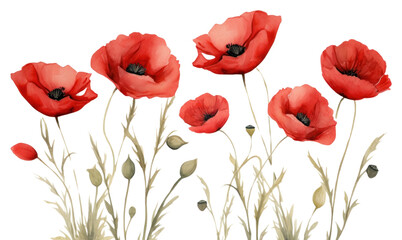 Obraz premium PNG Red poppies flower poppy plant.