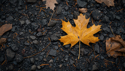 A leaf is laying on the ground next to some rocks