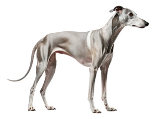 Obraz premium PNG Greyhound animal mammal dog.