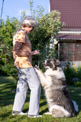 Obraz premium An elderly woman trains a dog in the yard of her home. A large dog, a shepherd mix, follows the owner's commands outside. Selective focus, close-up.